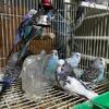Parakeet babies