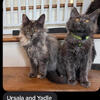Maine Coon Kittens