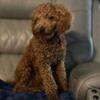 Red toy poodle stud AkC