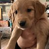 Golden retriever puppies