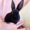 Mini Rex bunny ebony 