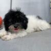 Shipoo puppy looking for a home