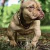 3x Mr big for sale 9 months 