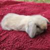 Holland Lop Bunny 