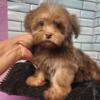 Havanese male puppy, ready to go home