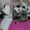 Bulldogs available, AKC Registered- starting at $2500