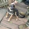 AKC German Shepherd Puppies/ 21 weeks $800