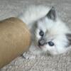 Three Ragdoll girls in Minnesota for sale.