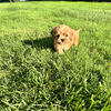 Cavapoo Female