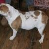 Female OLDEE Bulldog