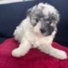 Onyx: The Adventurous Black and White Maltipoo Pup with a Heart of Gold!