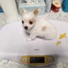 Chihuahua purebred longhair adorable tiny male puppy