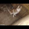 Free Male Husky