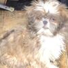Imperial Shih tzu male pup
