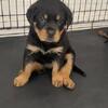 Rottweiler Puppy