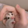 Sugar glider joey looking for new home!