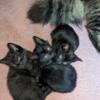 Maine Coon mix mother and Siamese purebred father mixed kittens