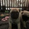 Puppies