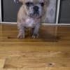 Fluffy carrier French Bulldog puppies available