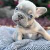 For sale French Bulldogs puppies