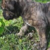 Pure bred boerboel puppies for sale