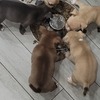 American bully pups(micro/exotic)