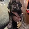 Great Dane Puppies