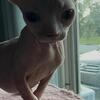 Sphynx