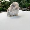 8 week old holland lop bunnies ready to go today!  