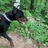 2-year-old European Doberman for adoption