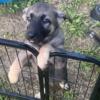 German shepherd puppies