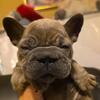 Tiny French bulldog puppy