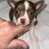 MALE shorthair Chocolate/white chihuahua pup (ears)if listed he is still available
