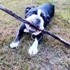 Winnie In  Need of forever home  north andover lawrence ma