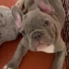 Sweet Male Frenchie Puppy French Bulldog