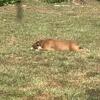 Female Olde English Bulldog