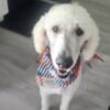 Adult AKC Standard Poodle - 2 years old