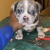 Exotic Micro Bullies