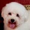 Bichon Frise Puppies