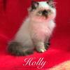 Himalayan Kitten in Arkansas