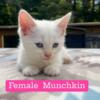 Munchkin female ready to go