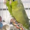 Parrotlets one male/one female bonded