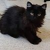 BEAUTIFUL BLACK LONGHAIR KITTEN