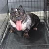 Nano merle bully 