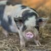 Kune kune piglets unregistered can be registered