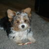 Andy Parti Color Yorkie baby. T-Cup Size~House broke
