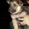 Burlington Iowa Silver mask German Shepherd