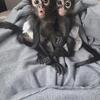 Spider monkeys