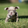 8 weeks old Micro American bully