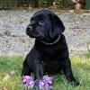 AKC gorgeous high-quality Labrador Retriever puppies!